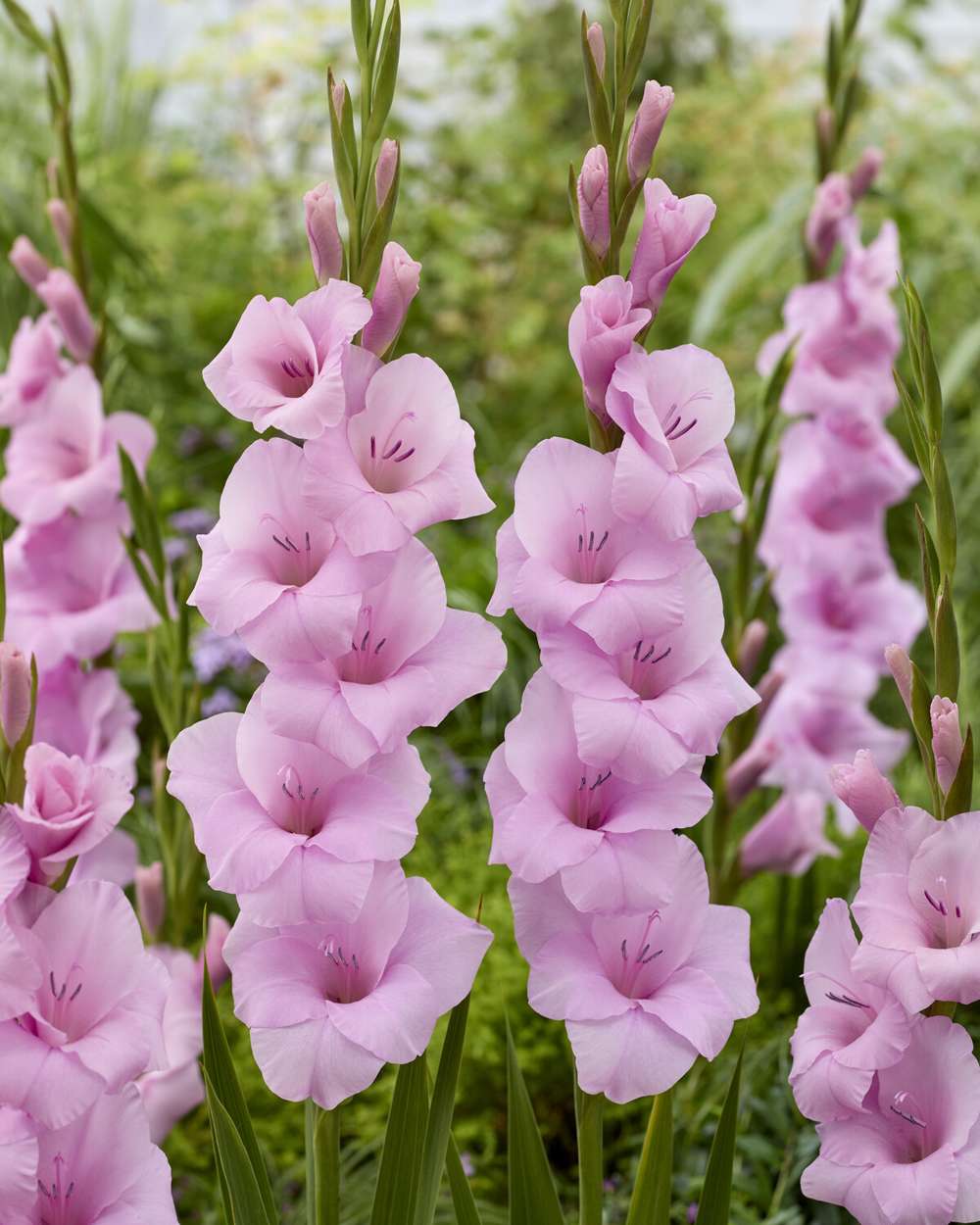 Gladiolus 'Orleans'